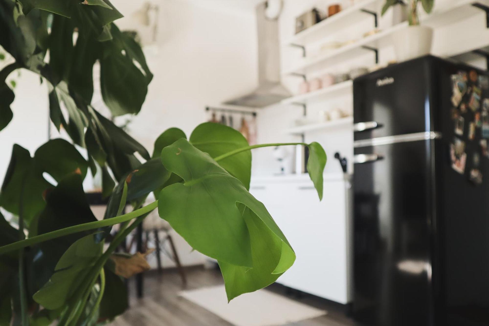 Urban Jungle Apartment - Free Parking リュブリャナ エクステリア 写真